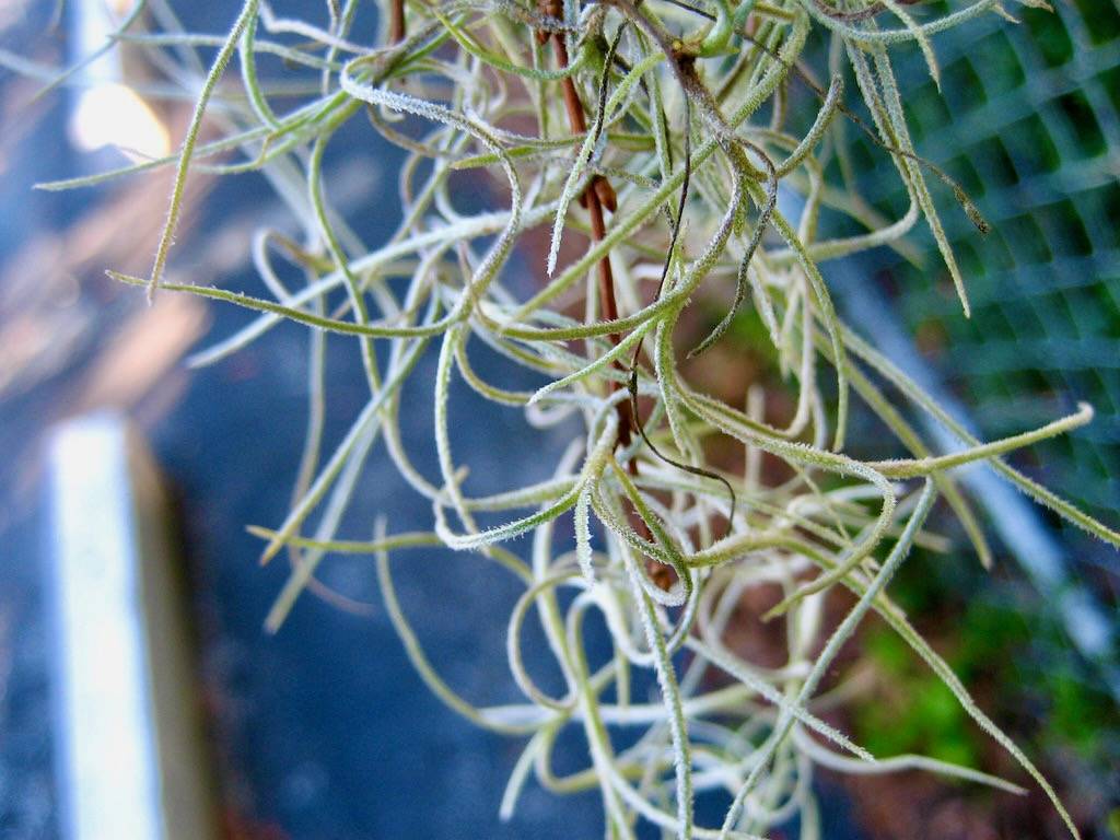 Spanish moss detail by randomduck is licensed under CC BY-SA 2.0.